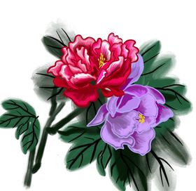 牡丹花插画