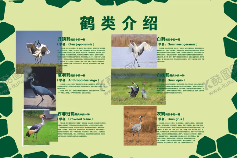 编号：57855902062023187737【酷图网】源文件下载-鹤类介绍