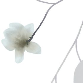 一支白色花朵png