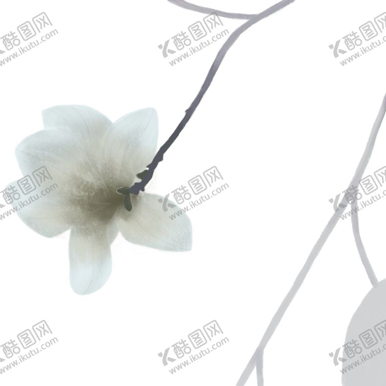 编号：71773006151834578801【酷图网】源文件下载-一支白色花朵png