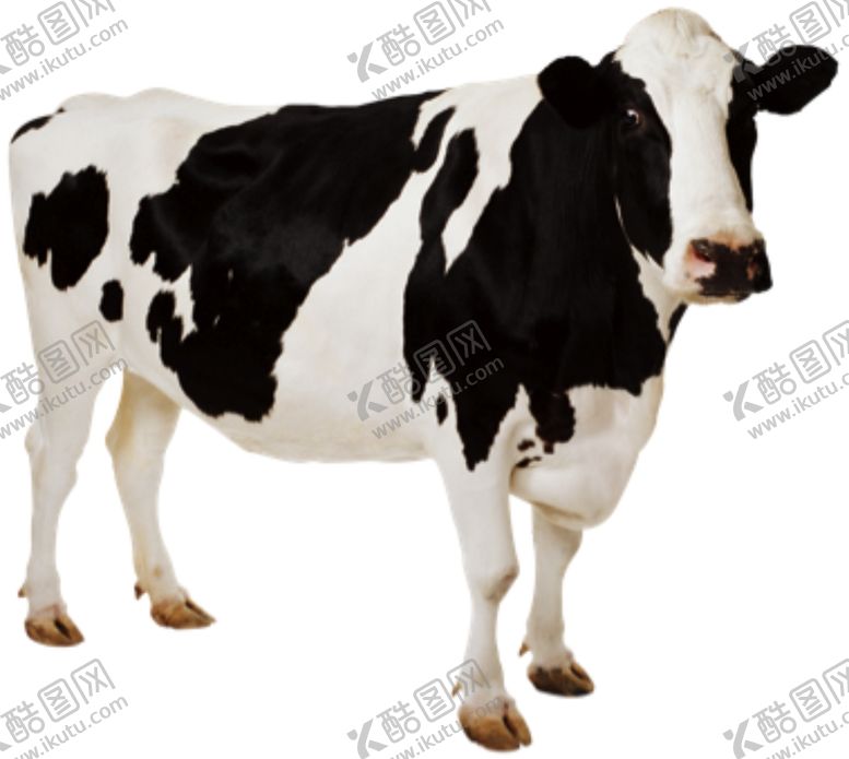 编号：37438310050701074808【酷图网】源文件下载-奶牛