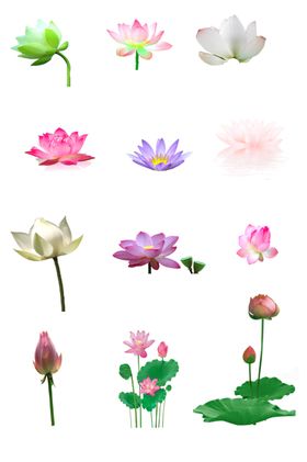 荷花免抠素材