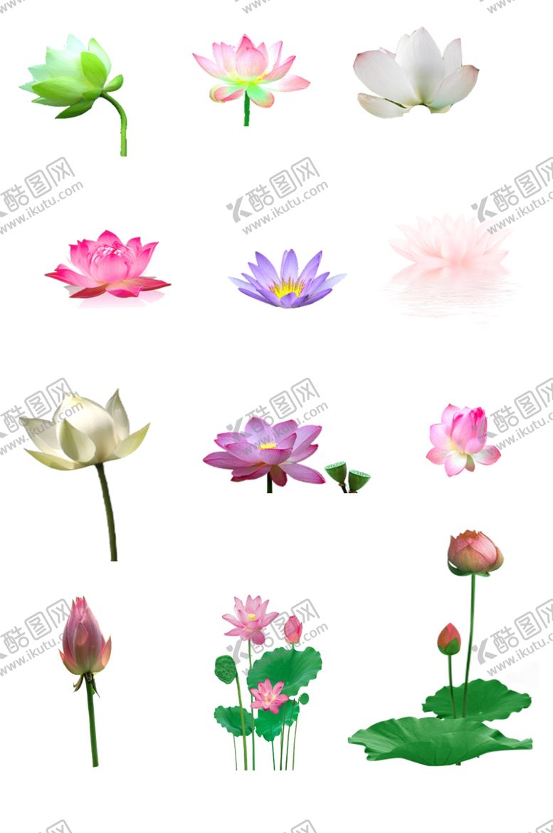 编号：56522809122025003949【酷图网】源文件下载-荷花免抠素材