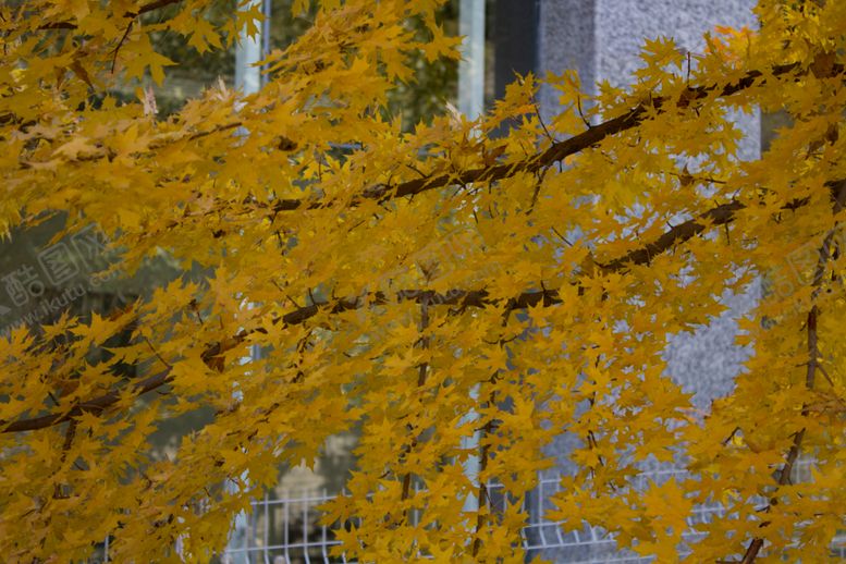 编号：24334509241342437856【酷图网】源文件下载-五角枫