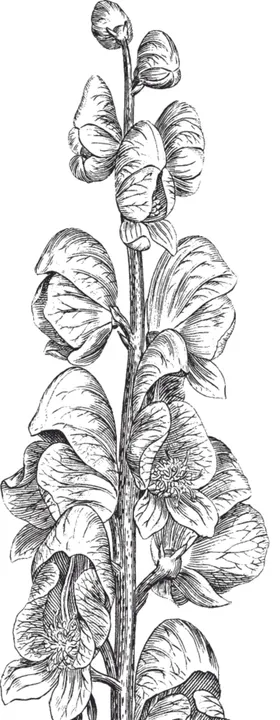 Ai矢量中草药素材