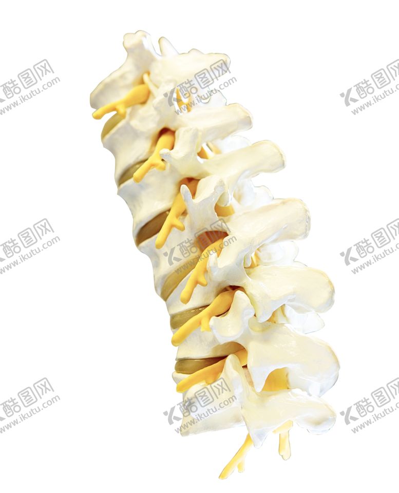 编号：74989007061859337182【酷图网】源文件下载-脊椎椎体胸腰椎