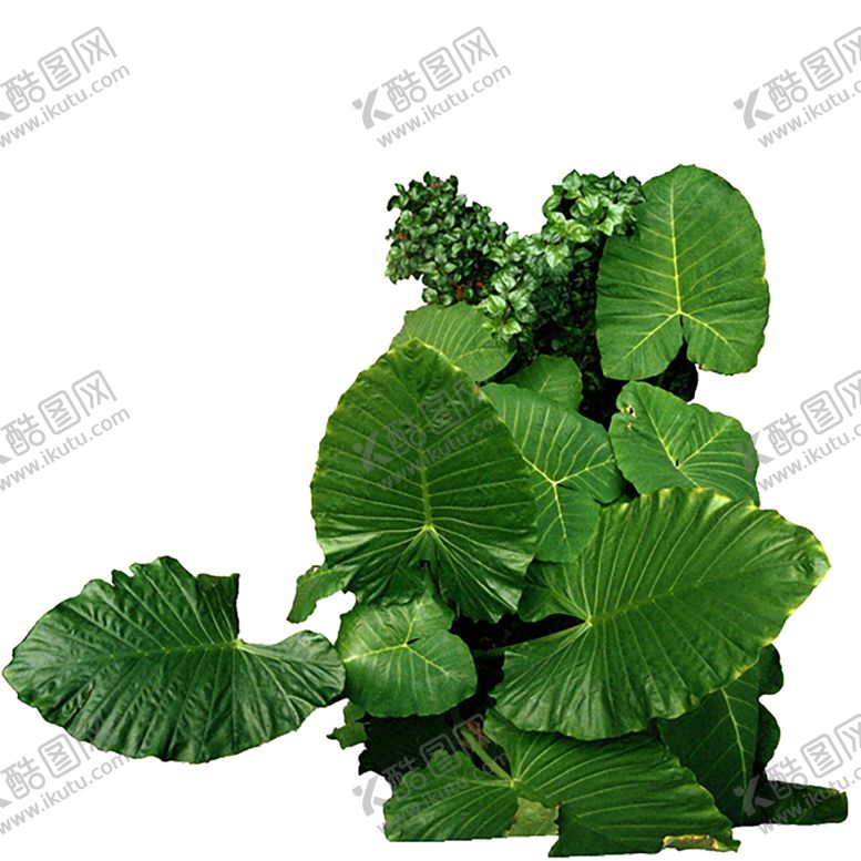 编号：20482310272312138730【酷图网】源文件下载-绿色植物