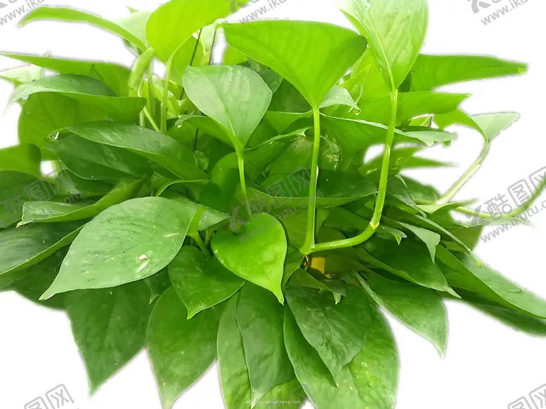 编号：12576910120621378310【酷图网】源文件下载-绿色植物