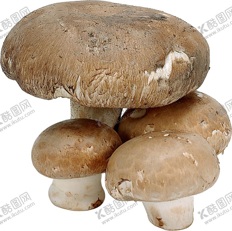 编号：53967305111403286656【酷图网】源文件下载-好吃的蘑菇