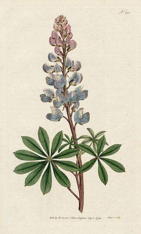 金色花瓣花朵欧式复古素材植物