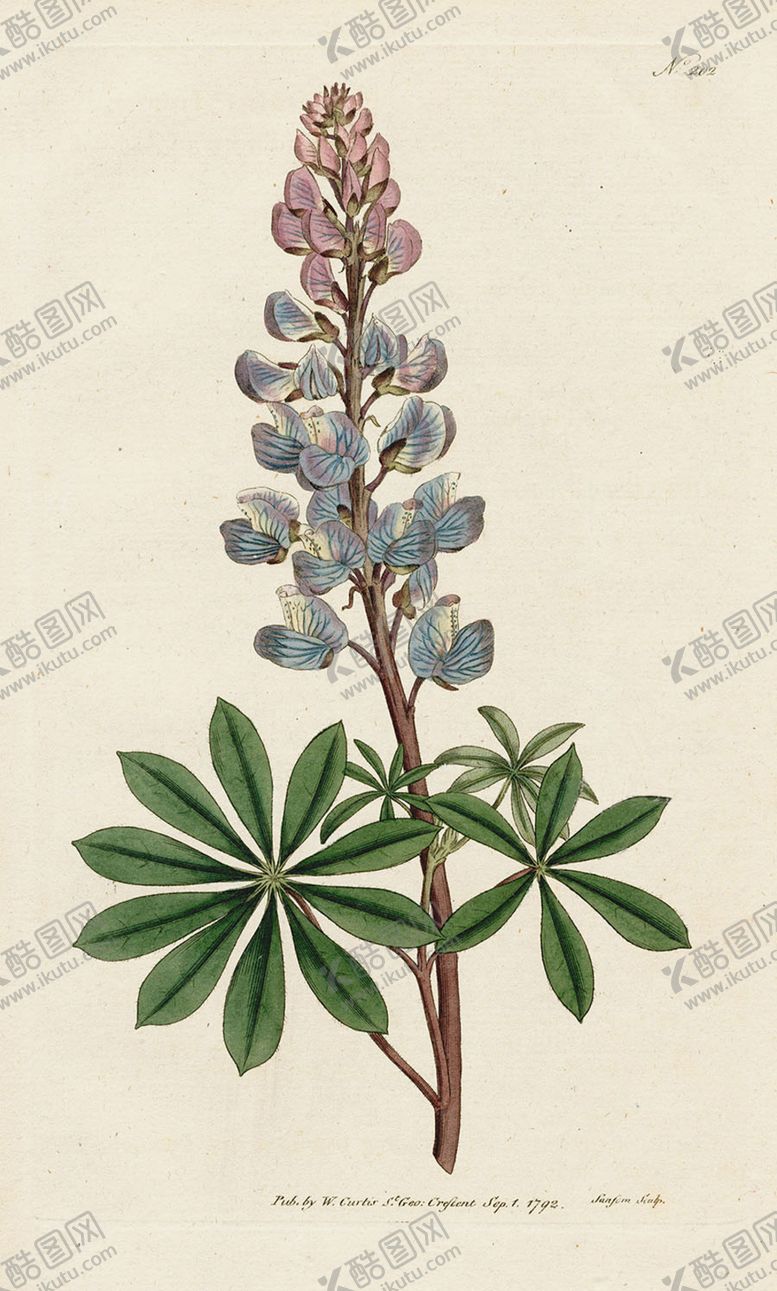 编号：61686907070033092406【酷图网】源文件下载-欧式复古色调花朵植物