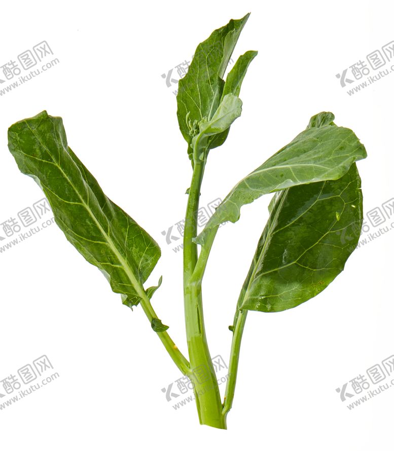 编号：98303710030120211025【酷图网】源文件下载-蔬菜芥兰农作物菜