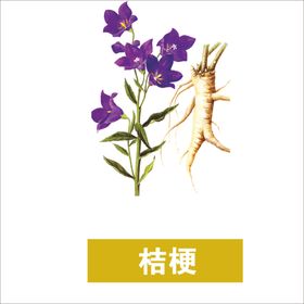 中药材植物桔梗