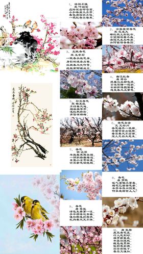杏花与古诗