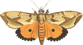 蝴蝶素材图片插画手绘昆虫