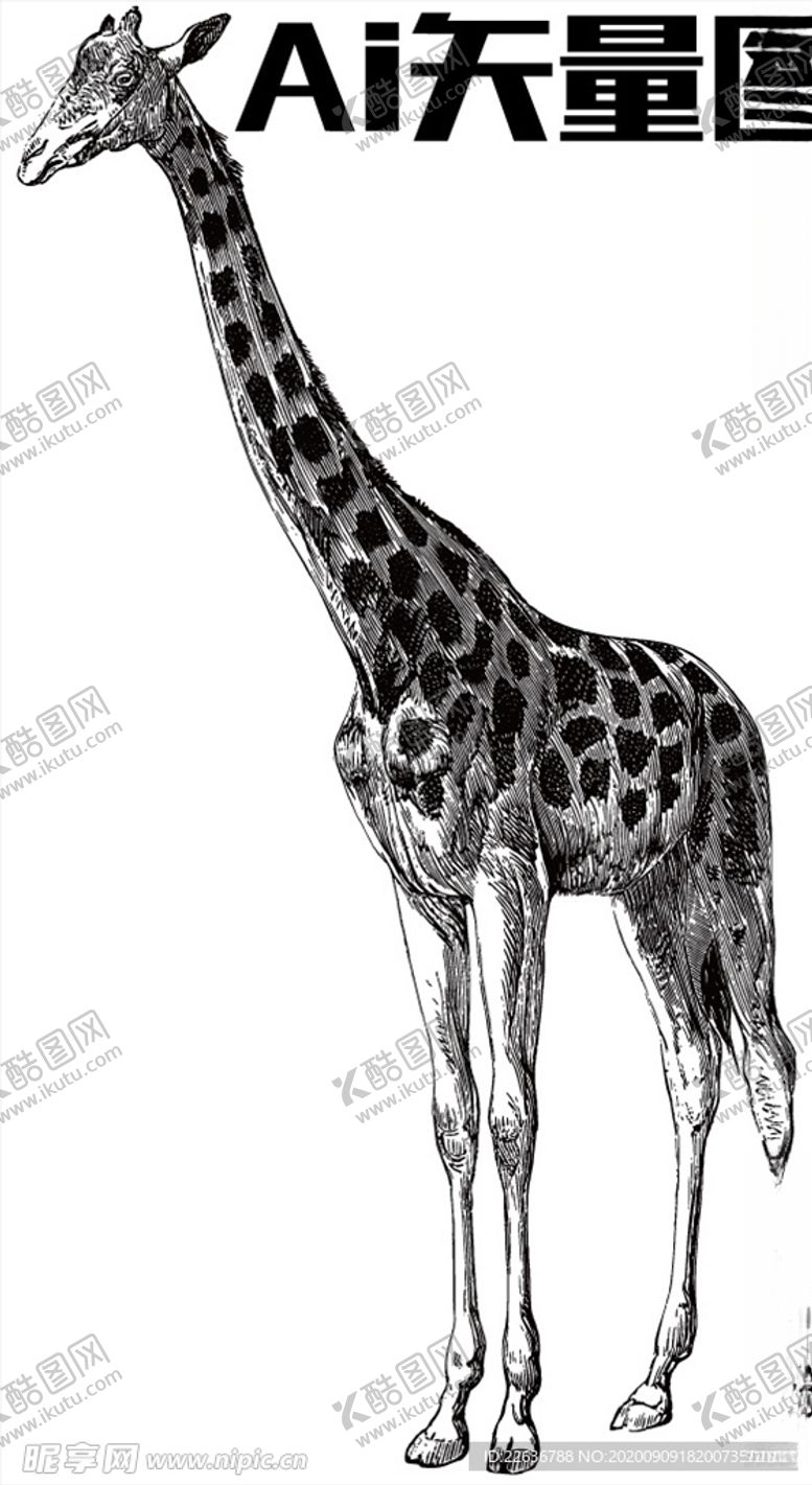 编号：62161405080835536740【酷图网】源文件下载-长颈鹿