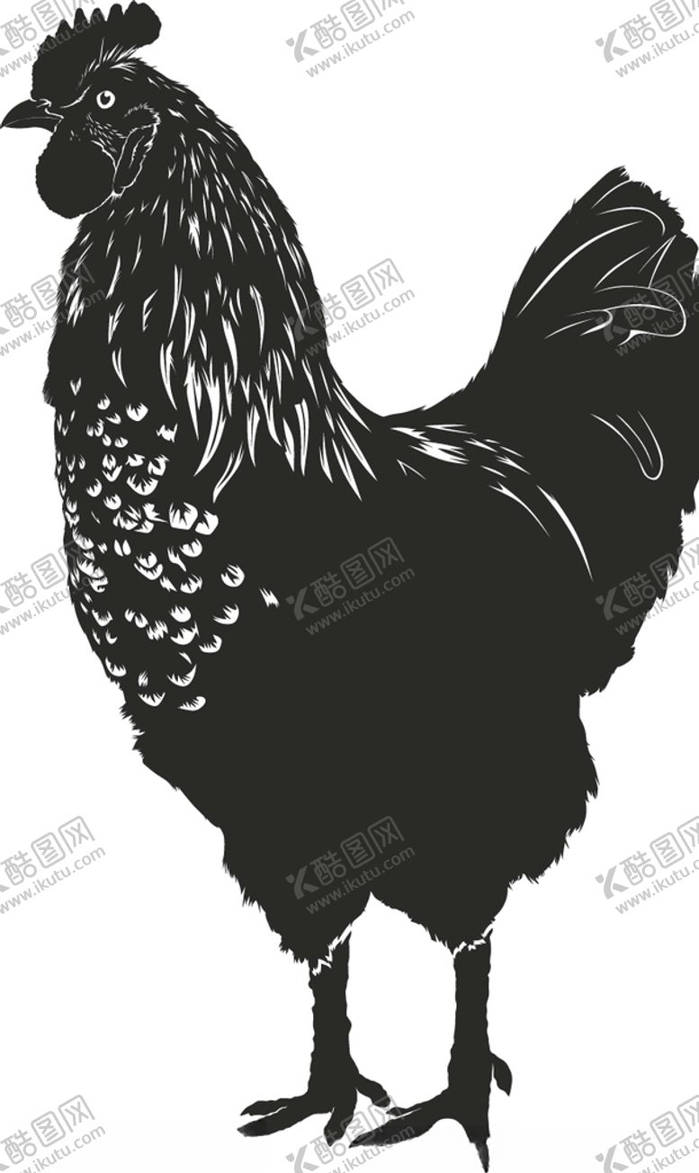 编号：11646910182243289015【酷图网】源文件下载-矢量大公鸡