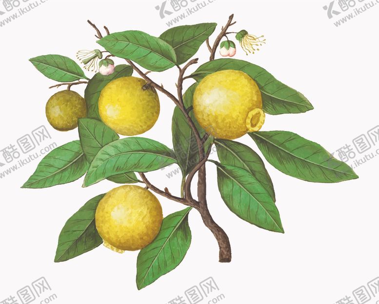 编号：78180604162111258413【酷图网】源文件下载-水果蔬菜