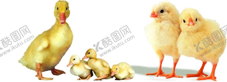 编号：29647209221507374491【酷图网】源文件下载-小鸡