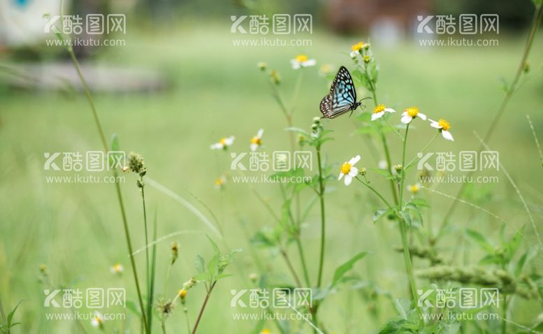 编号：73166812230006153898【酷图网】源文件下载-蝴蝶