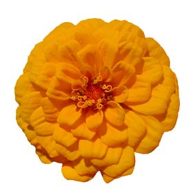 鲜花装饰卉素材朵边纹
