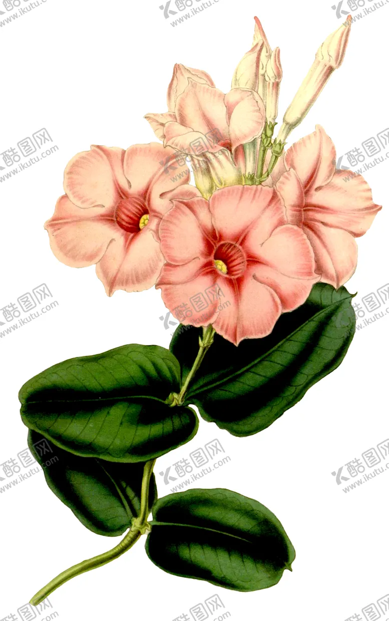 编号：34179006270558522419【酷图网】源文件下载-复古花朵植物图案