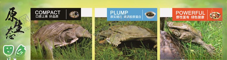 编号：44647910021308525443【酷图网】源文件下载-原生态甲鱼