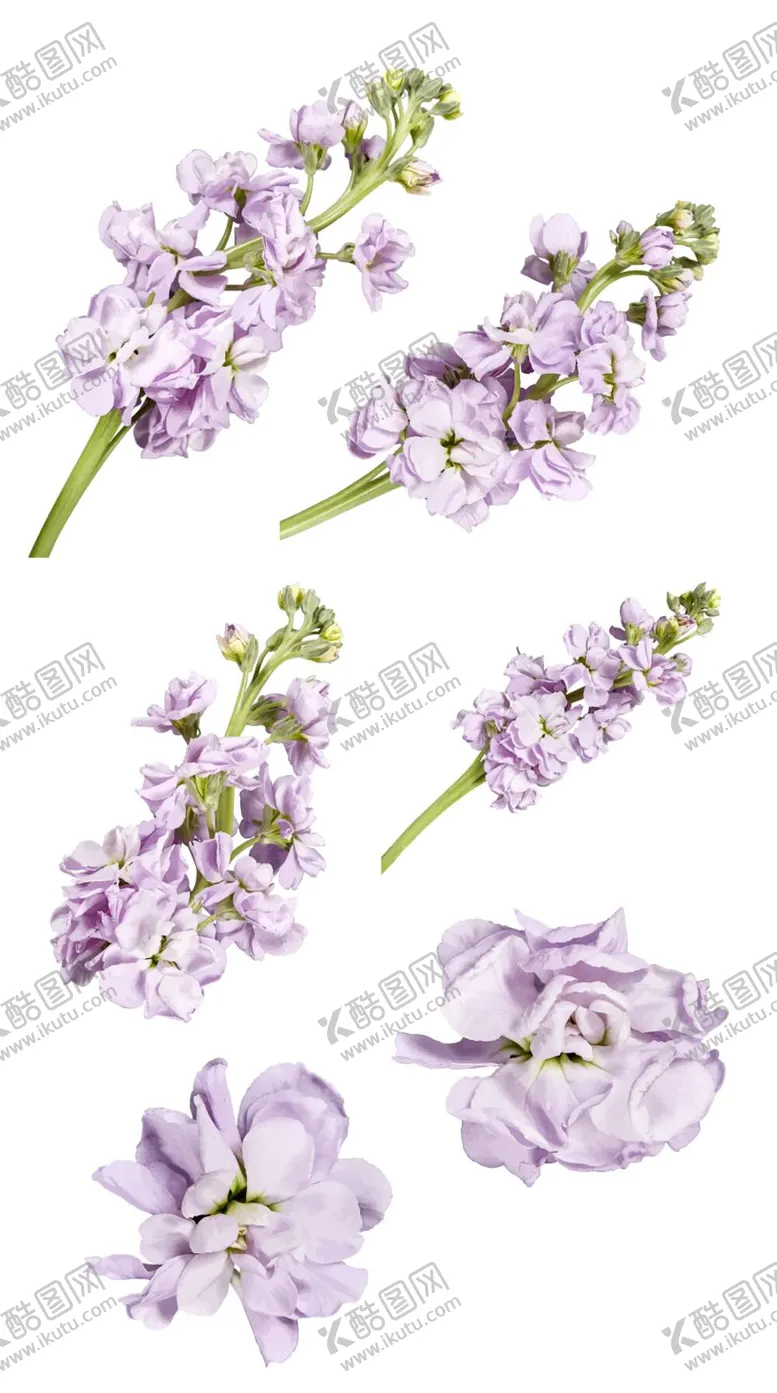 编号：15368410101503301745【酷图网】源文件下载-花png