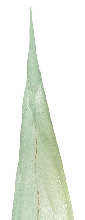 北欧小清新水彩植物图案