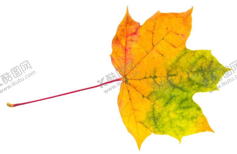 编号：12839609110537387135【酷图网】源文件下载-树叶