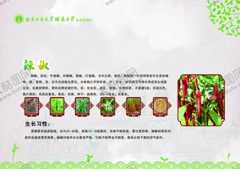 编号：10483412010839378499【酷图网】源文件下载-辣椒