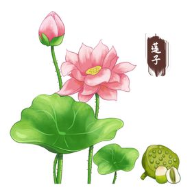 中药手绘插画