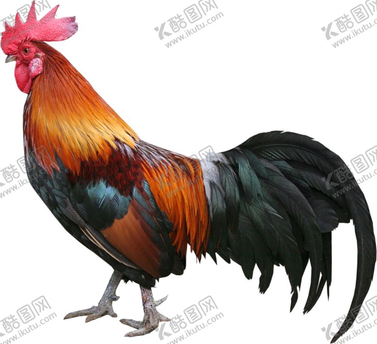编号：60476105141554524861【酷图网】源文件下载-公鸡