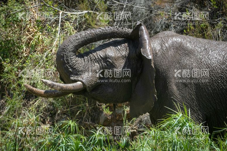 编号：60649112192243098466【酷图网】源文件下载-大象