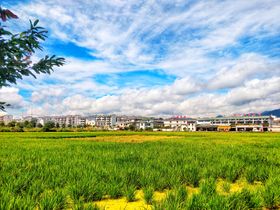 田野