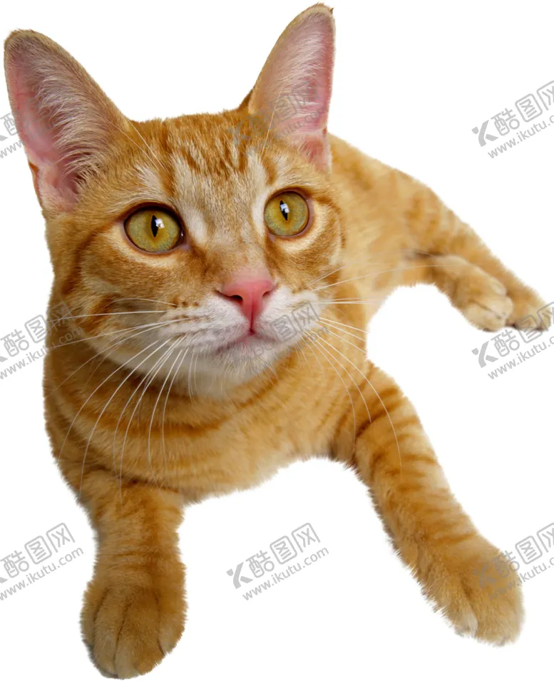 编号：97508501240606133205【酷图网】源文件下载-猫咪图片