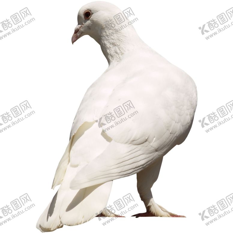 编号：58895709281631599916【酷图网】源文件下载-鸽子