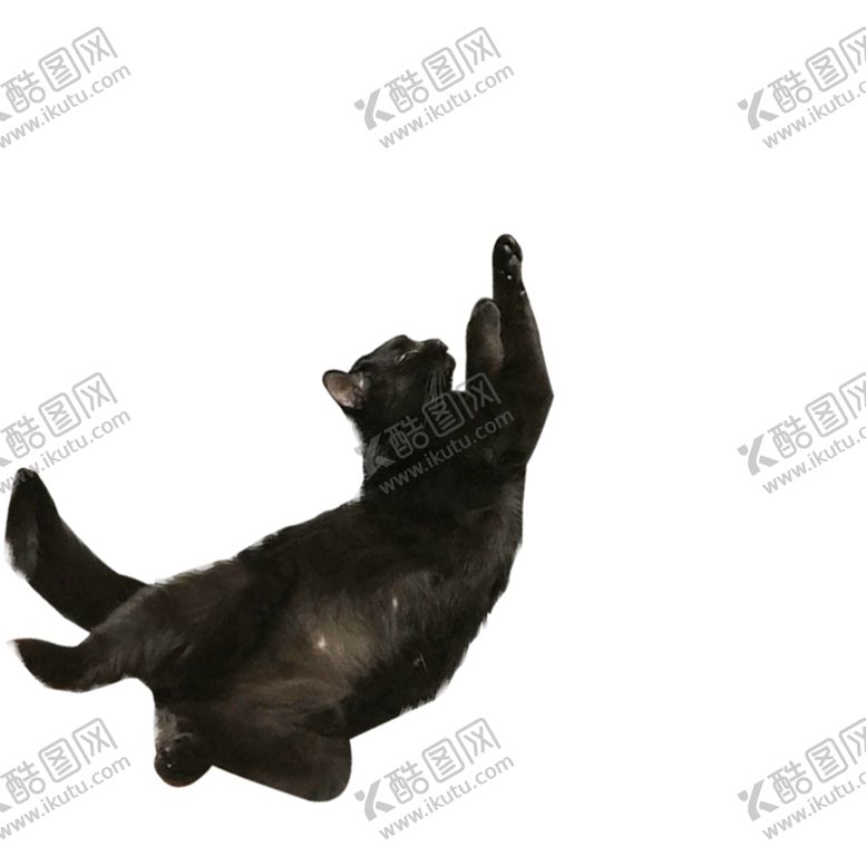 编号：91680210021539466639【酷图网】源文件下载-黑猫睡姿素材恶搞
