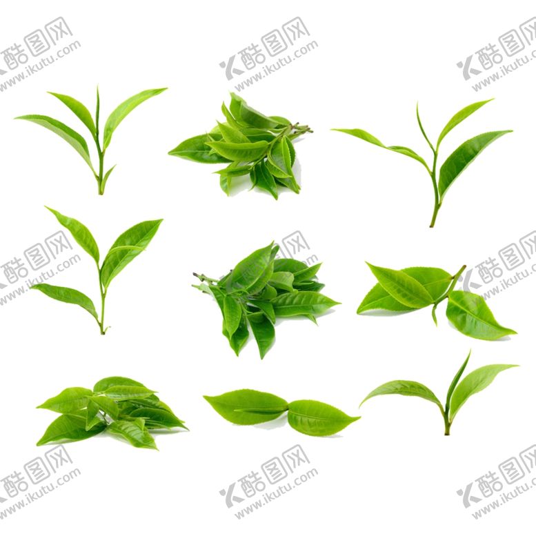 编号：30892309190853112129【酷图网】源文件下载-叶子