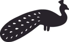 野生动物系孔雀