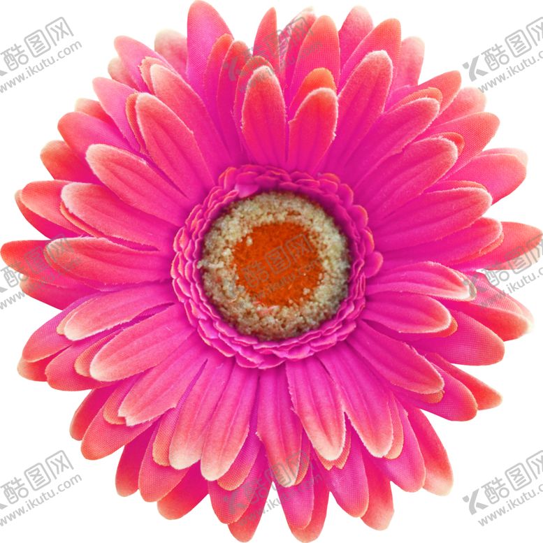 编号：13659110170328199041【酷图网】源文件下载-彩色菊花花朵
