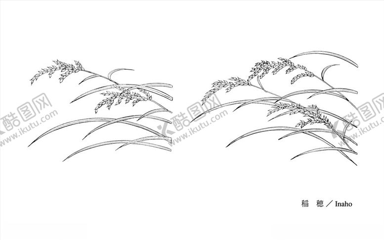 编号：14958709141819125710【酷图网】源文件下载-线描稻穗