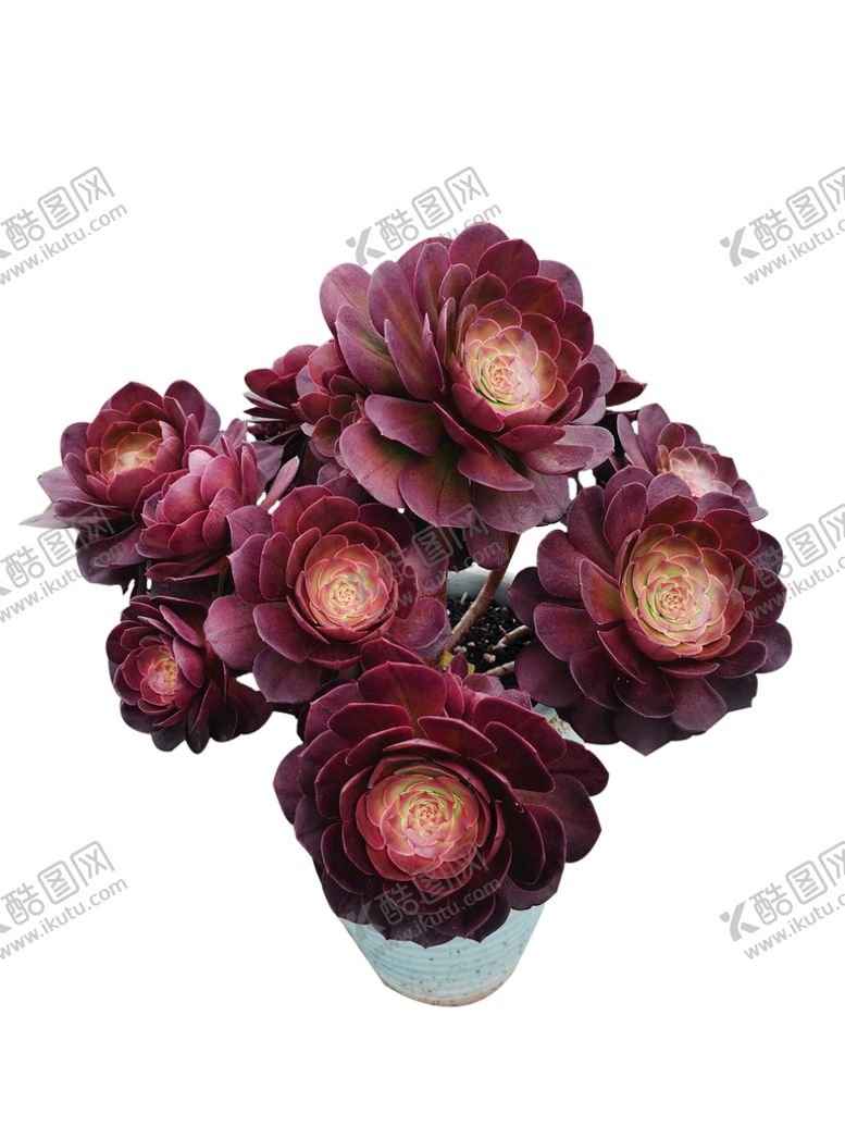 编号：64781210061708032478【酷图网】源文件下载-多肉植物法师