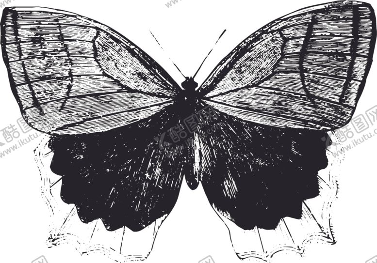 编号：60417310271210524148【酷图网】源文件下载-自然昆虫蝴蝶标本插画