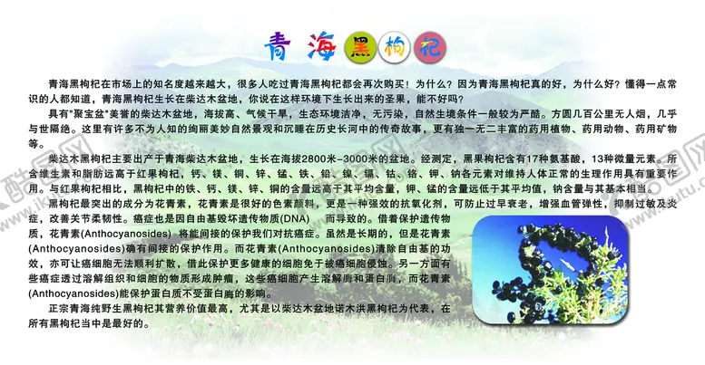 编号：76490209252029172048【酷图网】源文件下载-青海黑枸杞