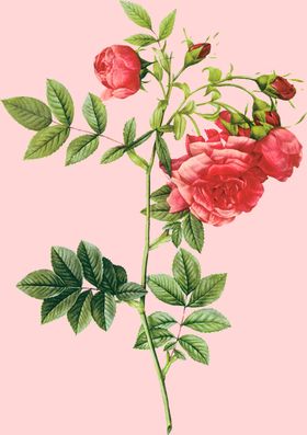 花卉植