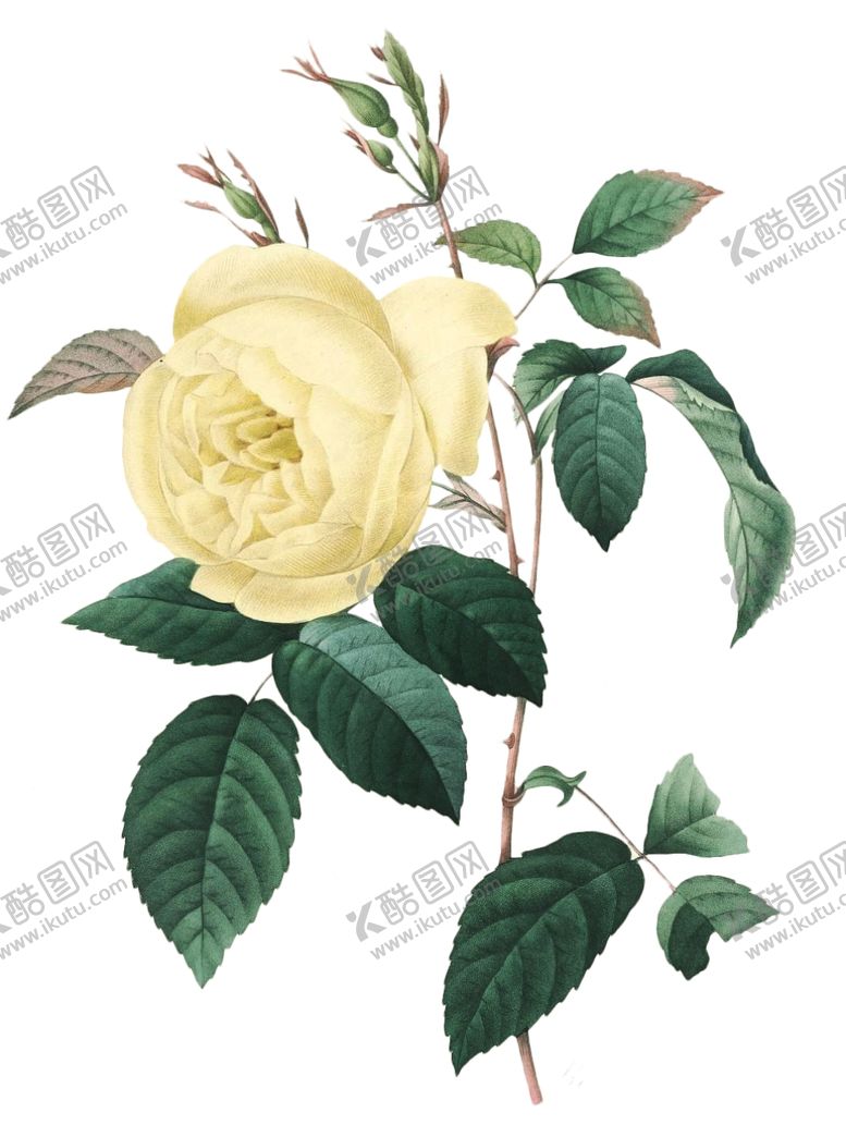 编号：97612706290638098382【酷图网】源文件下载-复古花