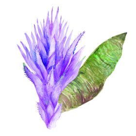 水彩花卉热带花花朵