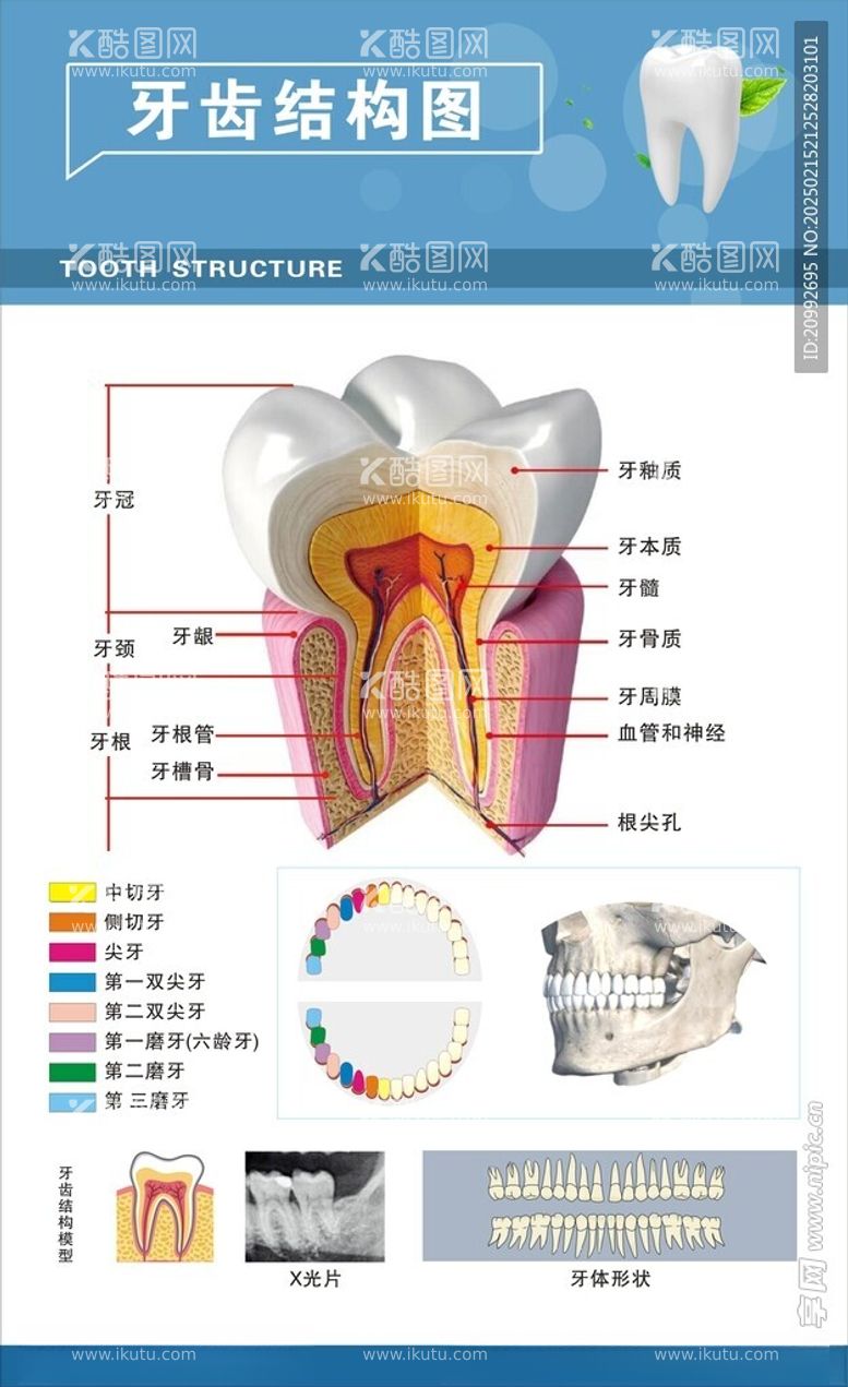 编号：46462003071033102540【酷图网】源文件下载-牙科海报宣传诊所治疗