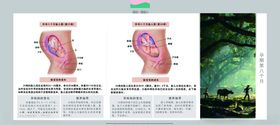 孕妈妈及胎宝宝变化第八个月